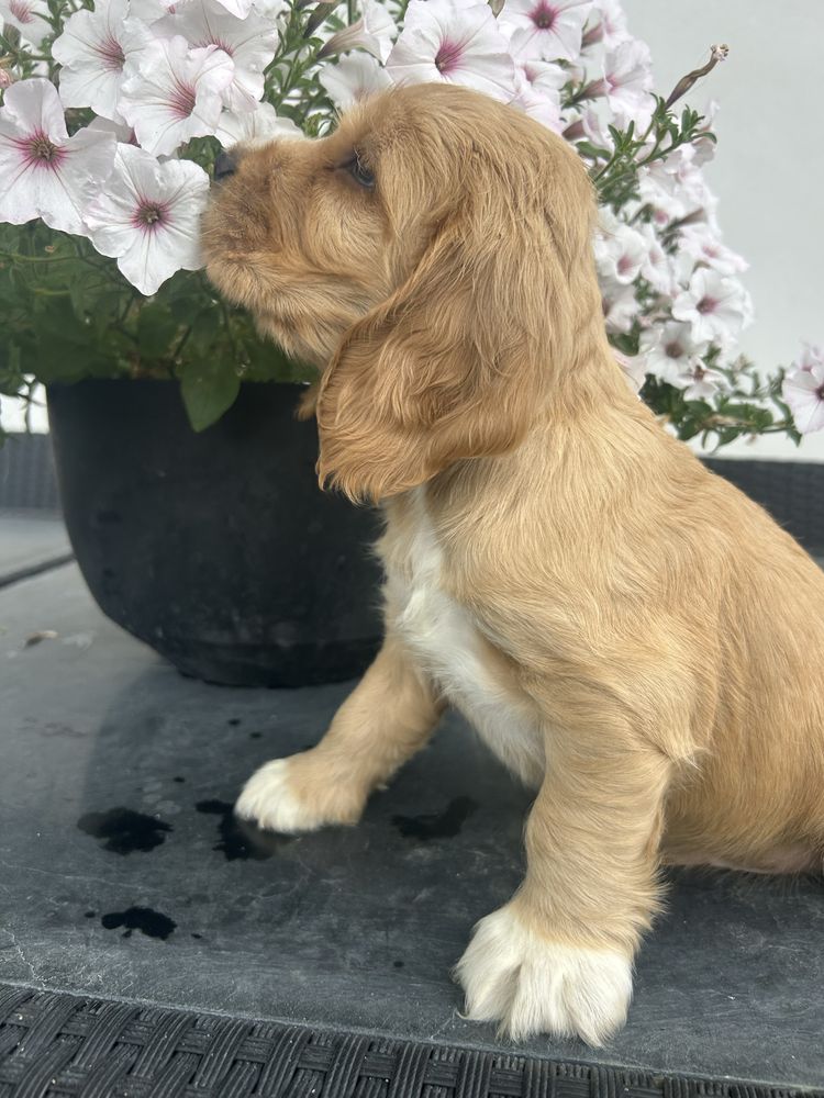 Cocker spaniel angielski