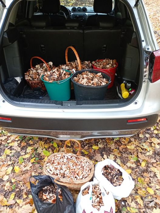 Опеньки консервовані