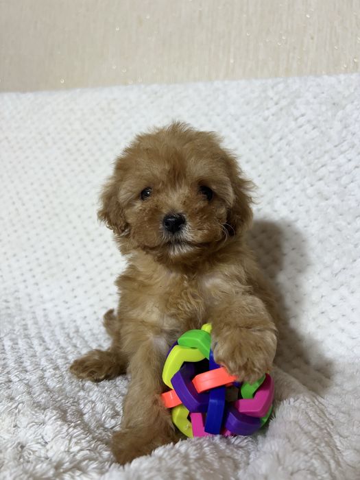 Мальтипу Ф1. Дівчинка міні