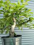 Pré bonsai Nogueira