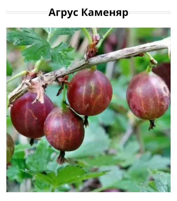 Саджанець  агрусу