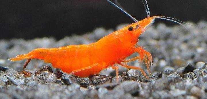 Krewetka SAKURA ORANGE - Neocaridina - Caridina - dowóz, wysyłka