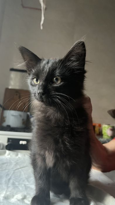 Котята 5 мес. в надежные руки. Черные, черно-белые