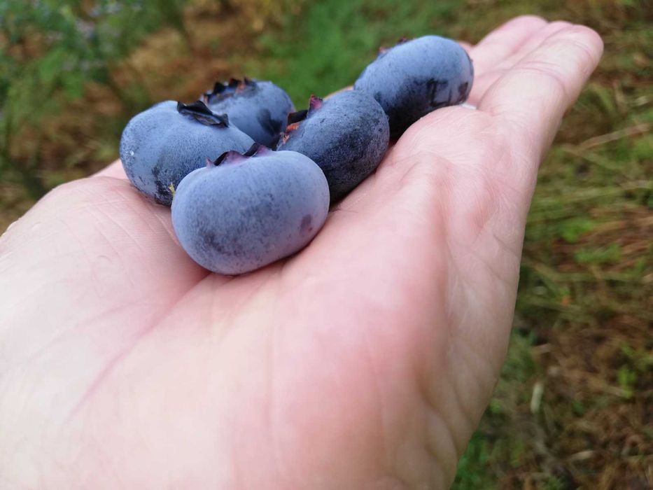 Działkę  z plantacją borówki  gospodarstwo sprzedam