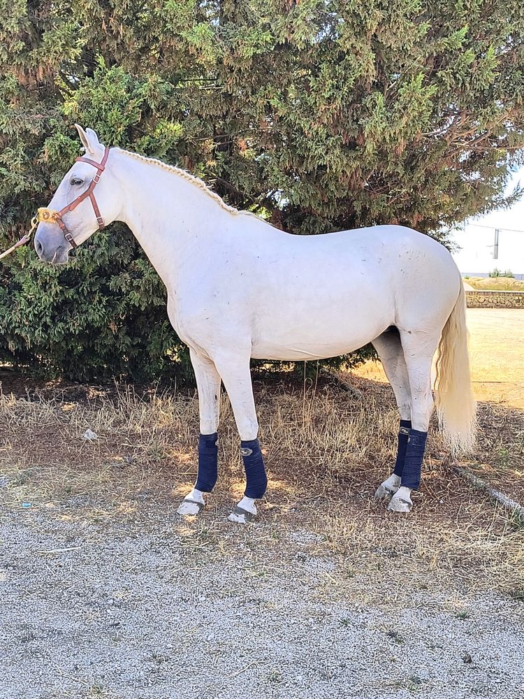 Égua Puro-Sangue Lusitano – Linhagem Veiga