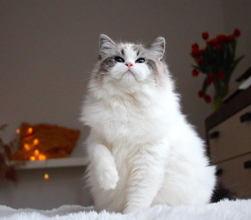 Kotka Ragdoll-rodowód FPL