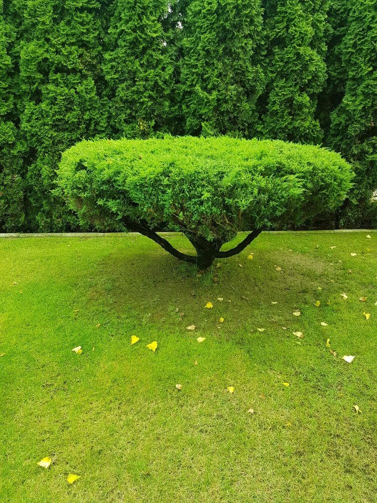 Ozdobne drzewko do ogrodu