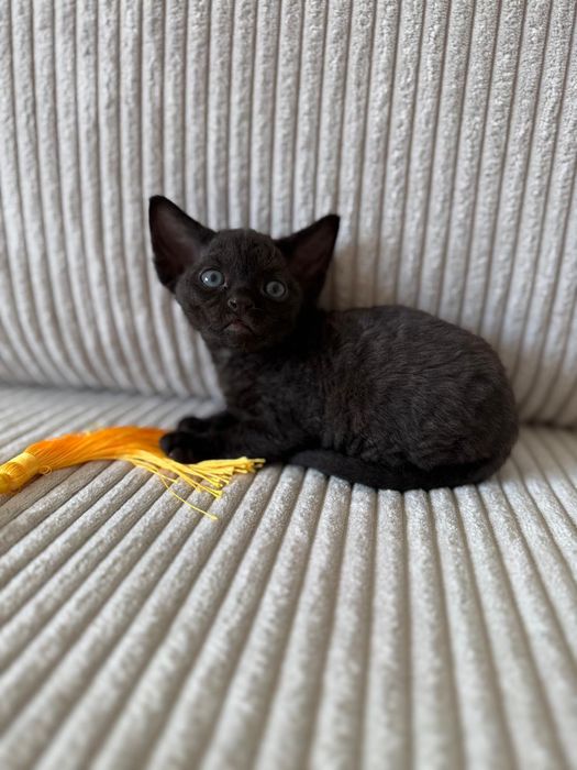 Kot Devon Rex z rodowodem WCF