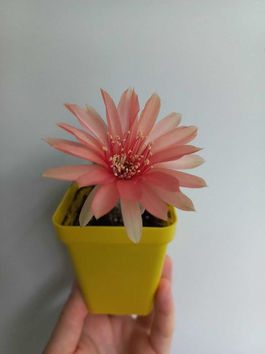 Кактус (сукулент) акантокаліціум для флораріума