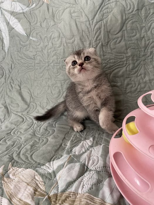 Кошенята котята шотландські котики британці