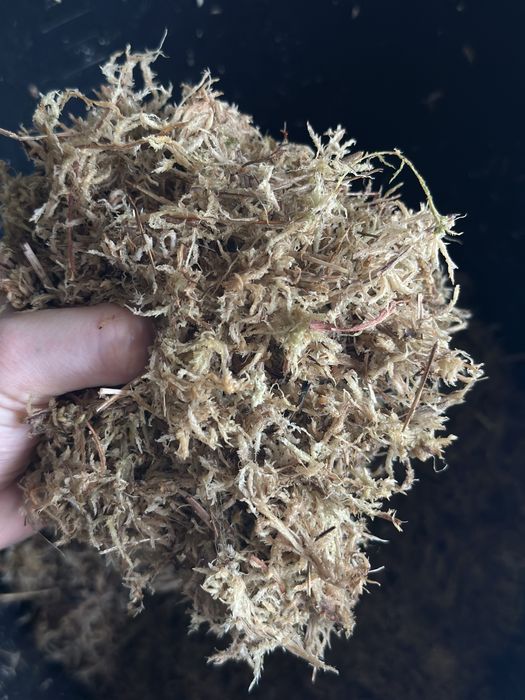 Mech torfowiec - Sphagnum Moss - do palików lub ukorzeniania roślin