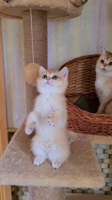 Класнючая Девочка золотая шиншилла