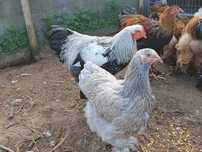 Galinhas brahma perdiz dourada/ salmão e buf.