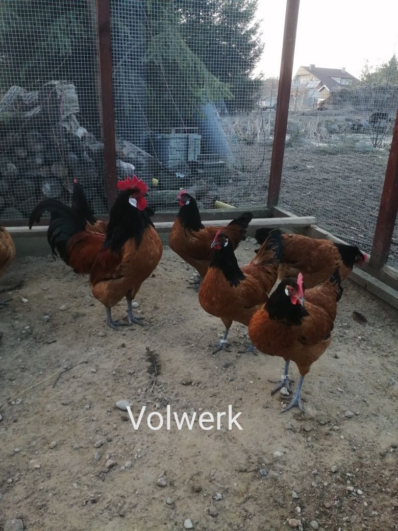 Jajka lęgowe od kur ozdobnych 8 ras