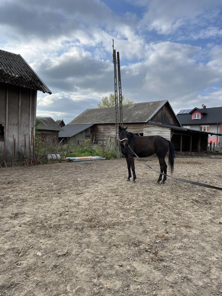 Klacz Wielkopolska 4 lata