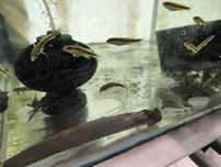 Crenicichla zebrina