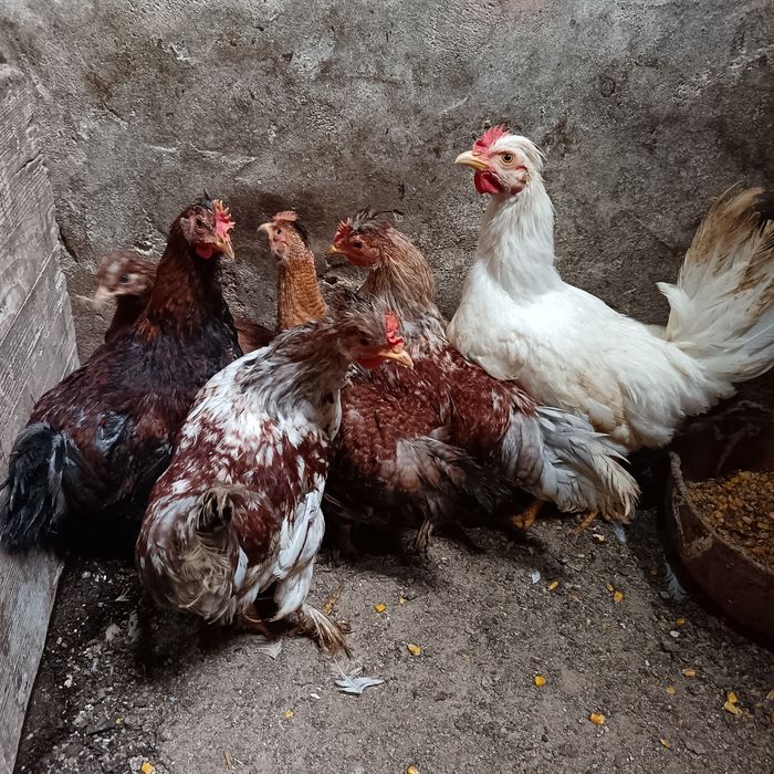 Vendo   fracas brancas  / cocós / coquichas / garnizes novas / gansos