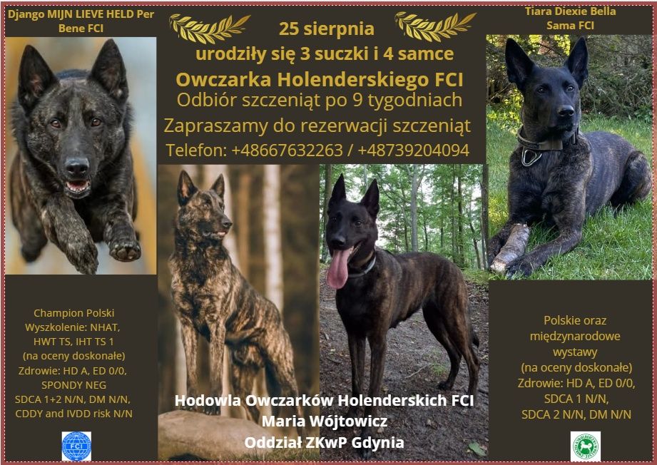 Owczarek Holenderski FCI szczeniaki już na świecie.
