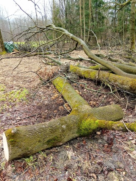 Jesion / drewno / długie kłody