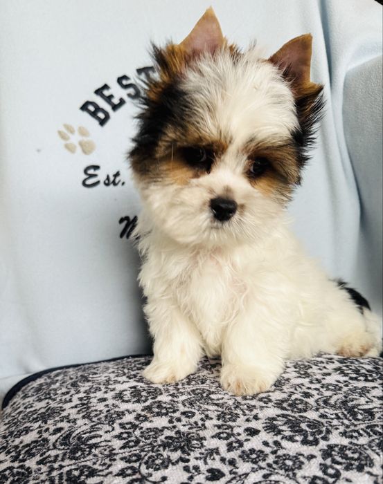 Śliczny chłopczyk york biewer