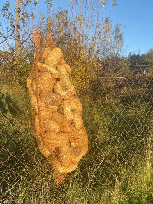 Suchy Chleb np dla kur