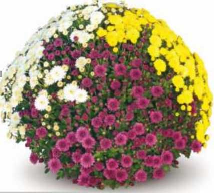 Chryzantemy - ogrodnik - Gryfińska 26