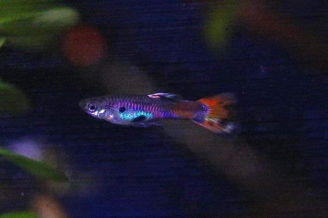 Peixe Guppy Endler Macho
