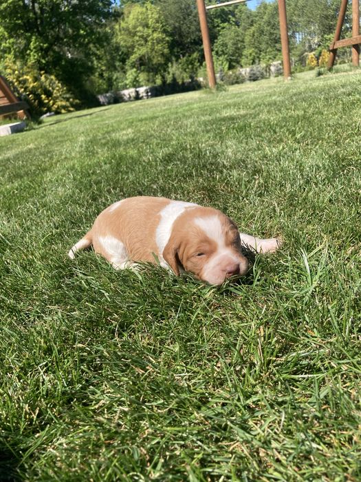 Spaniel bretoński - szczenię FCI