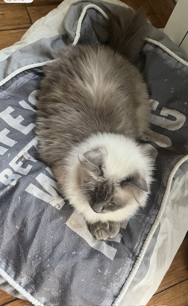 Śliczna kotka ragdoll