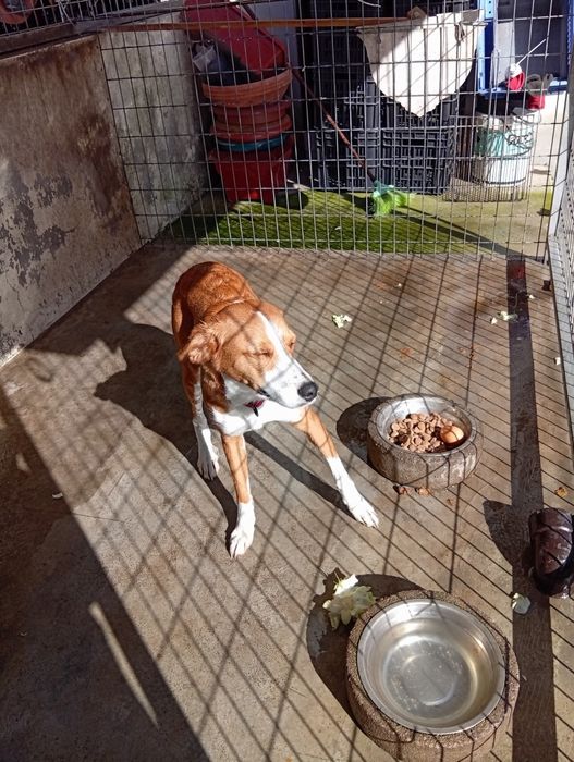 Tenho esta cadela para duar muito meiga