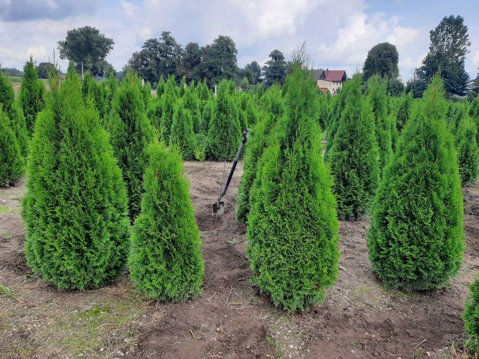 Thuja Smaragd 100,120,140,150 cm! Tuja Szmaragd! Tuje,sadzenie! Dowóz!