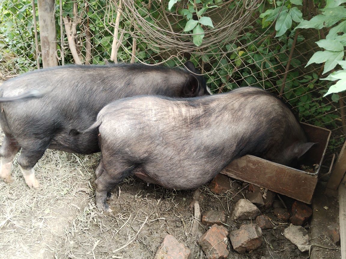 Продаються в'єтнамські свині різного віку від 1200 грн