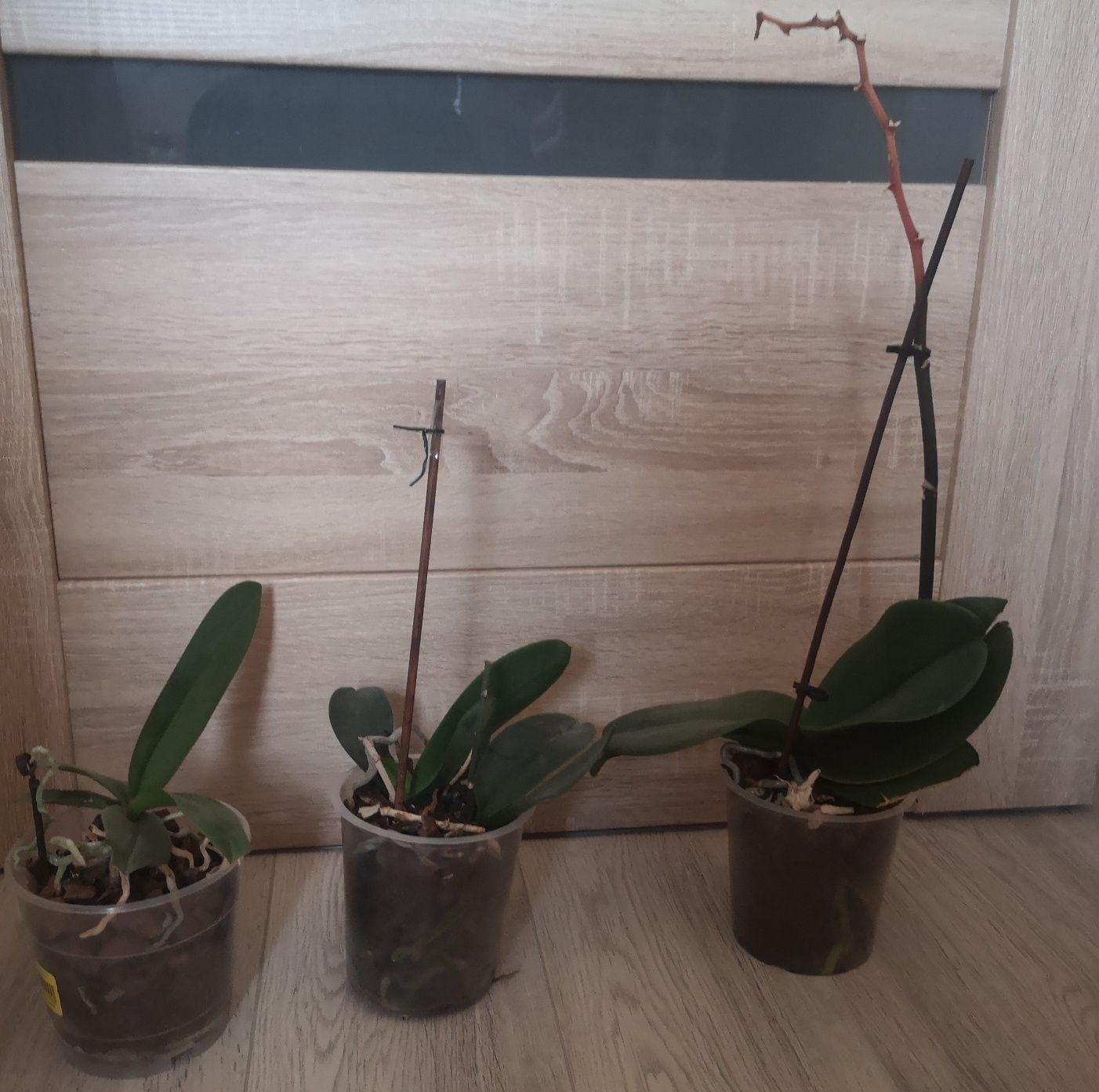 Storczyk orchidea