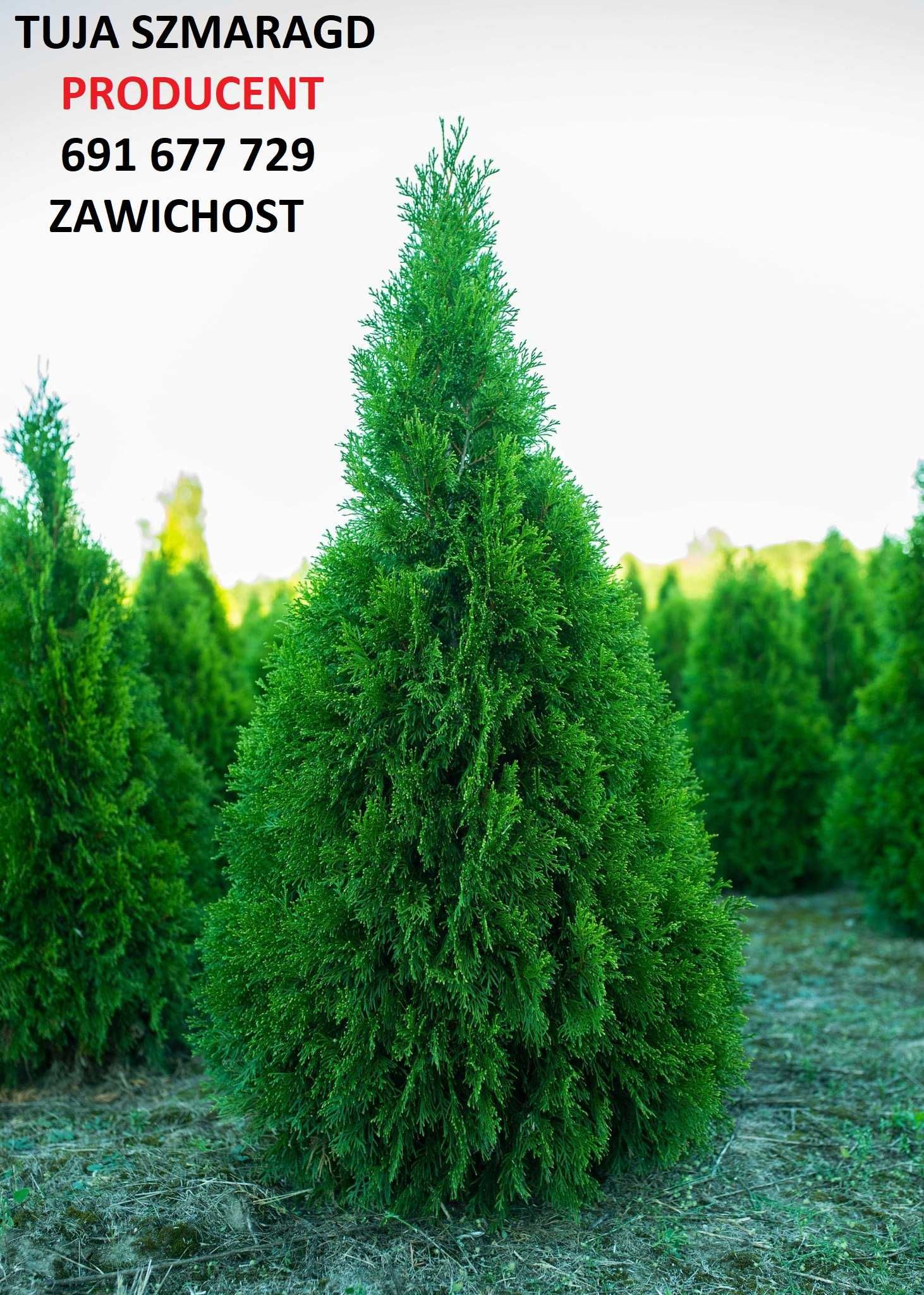 Tuja szmaragd 120cm 140cm tuia smaragd thuja Sadzimy