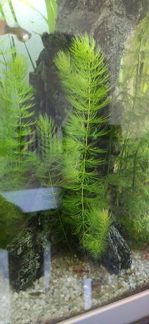 Plantas aquario, fox tail, e caracois physas e pleanorbis corneus