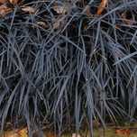 Konwalnik płaskopędowy 'Nigrescens' (Ophiopogon) Czarna Trawa Poj. 1L