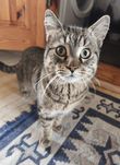 Очень ласковый нежный котик