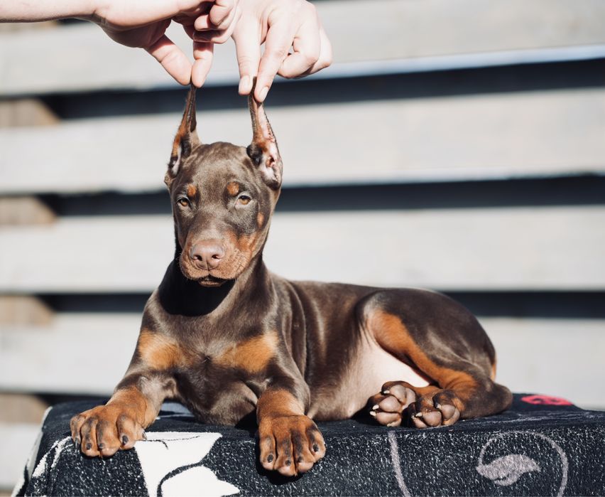 Doberman szczeniak chłopiec
