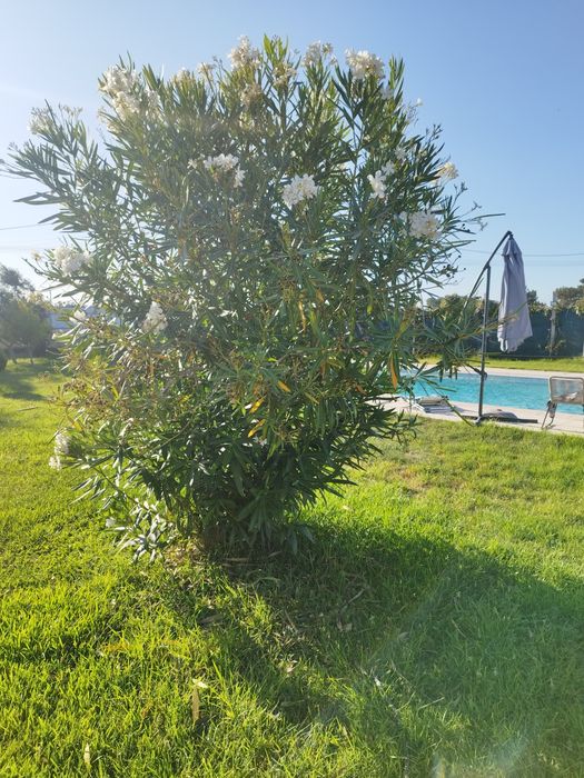 Trespasse de lar em pleno funcionamento