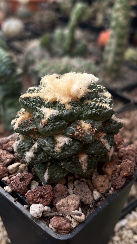 Ariocarpus Godzila