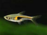 Razbora hengeli Trigonostigma hengeli