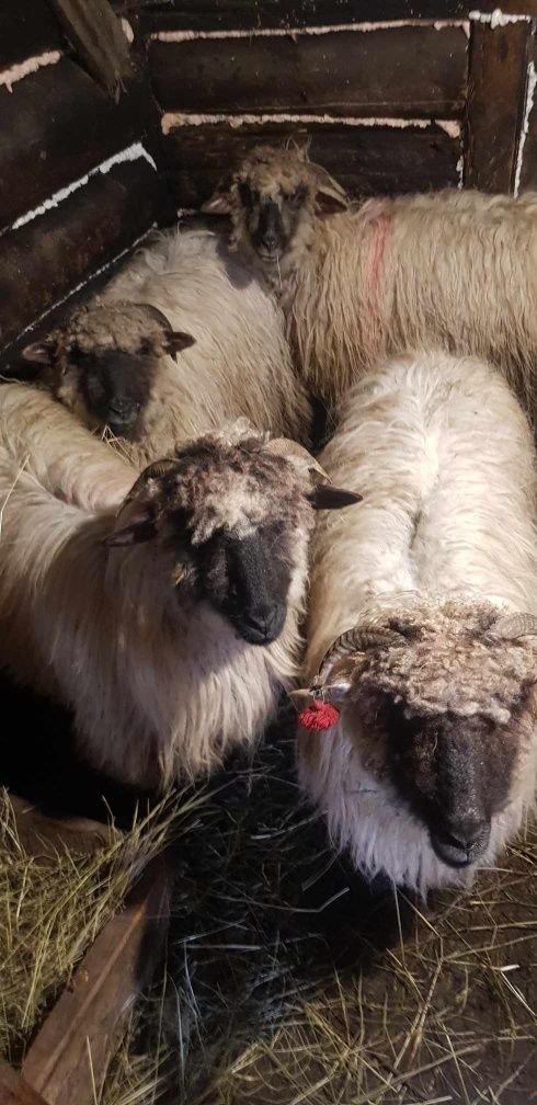 Вівці барани вівці