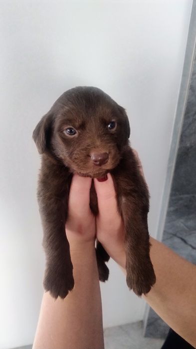 Віддам у добрі руки милих цуценят