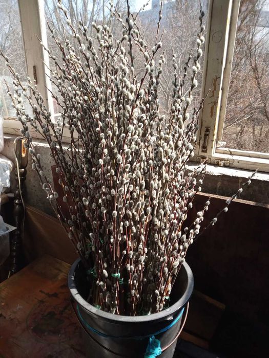 Верба,котики,ива. 15гр.веточка.