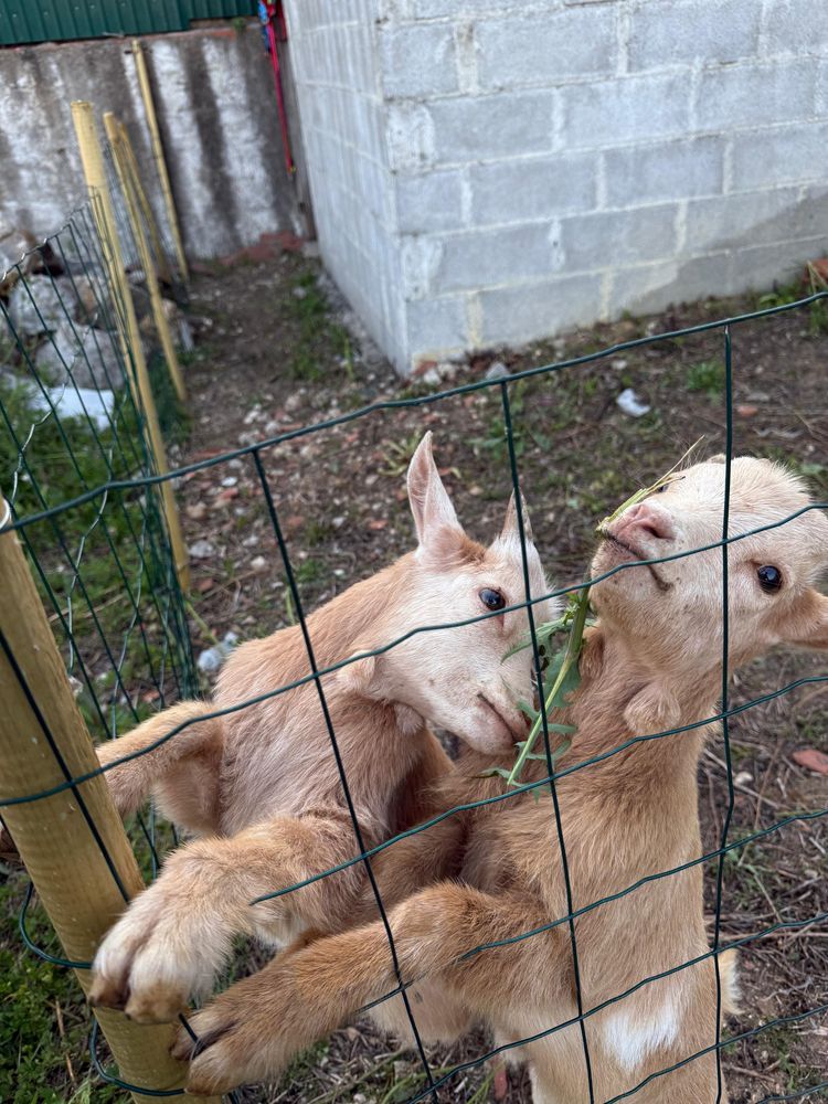 Cabras anãs cerca de 12kg cada uma
