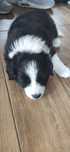 Border collie szczeniak