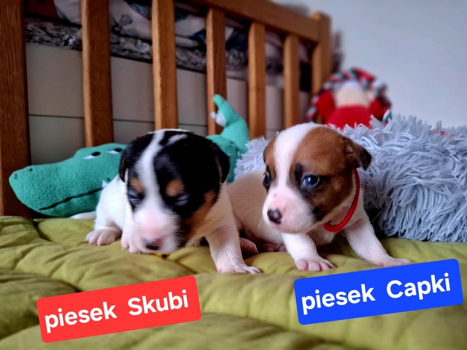 Piesek Jack Russell odbiór  9 listopada 2025r RODZICE W HODOWLI