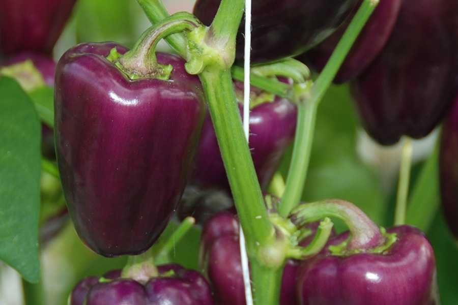 Pimento Roxo Zulu 10 sementes