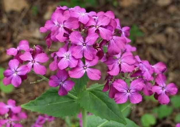 Fioletowa miesiącznica srebrniki Judasza lunaria roślina z monetami