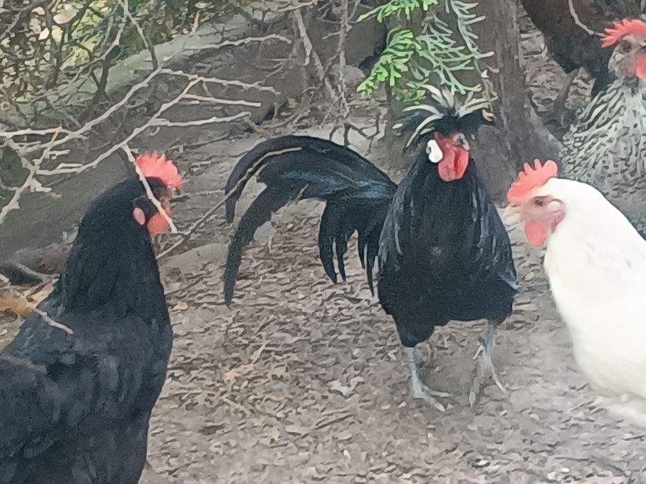 Parka  kurek ozdobnych Czubatek